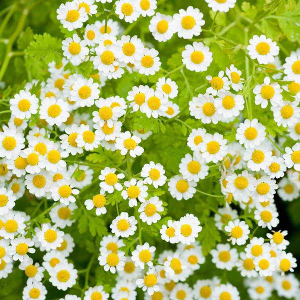 Feverfew Extract